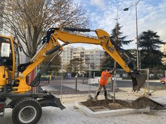 Plantation Maupassant sud 14 11 2022